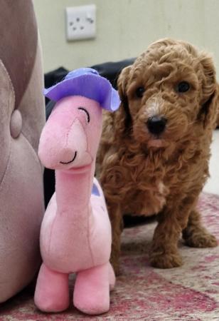 Image 8 of Beautiful Red Poodle Puppies READY THIS WEEKEND.