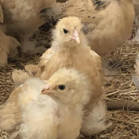Image 1 of Brahma pure bred chicks various colours available