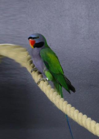 Image 4 of Darbyen parrots Male Available,19