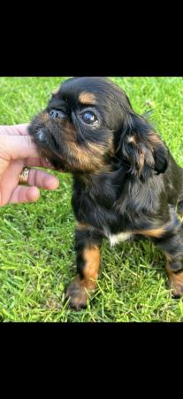 Image 2 of King Charles Spaniel Puppies