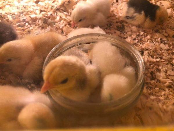 Image 3 of Day Old Chicks of Various Breeds