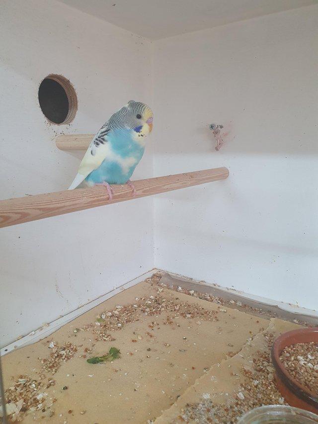 Preview of the first image of Baby budgerigars12 weeks old .Male and female..