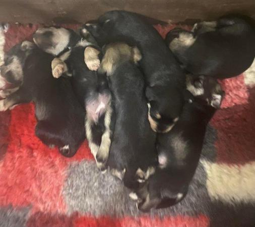 Image 5 of ALL GONE Miniature Schnauzer Pups KC REGISTERED