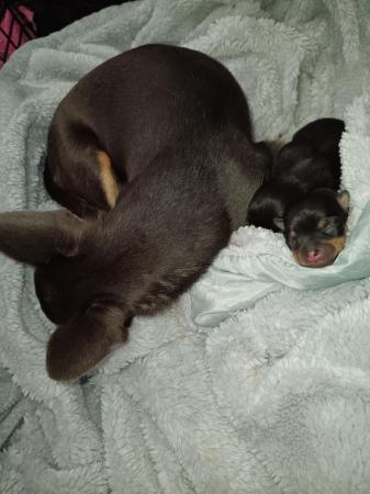 Image 6 of 2 Baby boy Chihuahuas available end of July.