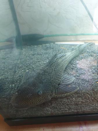 Image 5 of Pleco for sale x2 must go together