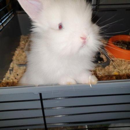 Image 3 of Double maned white Lionhead blue eyes Beautiful Pure bred cr
