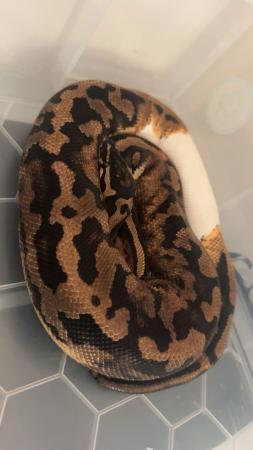 Image 4 of Gene X pied male royal python