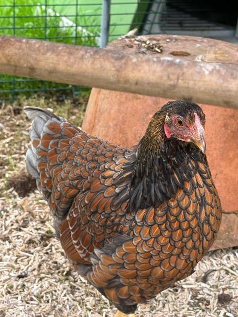 Preview of the first image of POL blue lace Wyandotte  bantam hen.