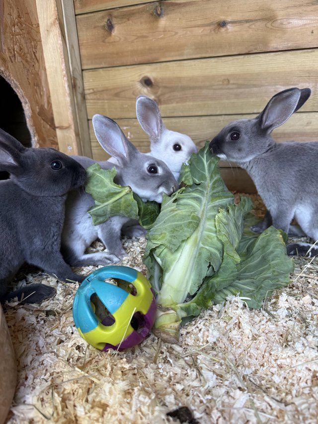 Beautiful mini Rex rabbits for sale — Pets & Animals in Brentwood