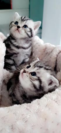 Image 5 of Silver classic British shorthair kittens READY NOW