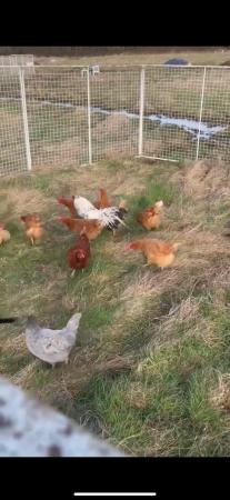 Image 3 of Unwanted chickens, ducks, turkeys , geese , Guinea fowl