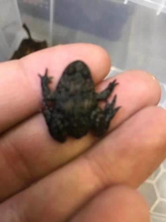 Image 7 of Yellow bellied toads for sale