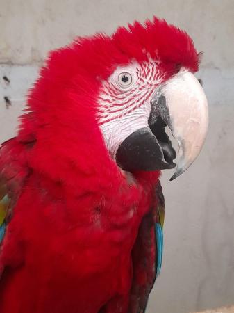 Image 3 of Green wing macaw for sale