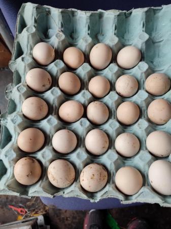 Image 2 of Fertile chicken eggs pekins
