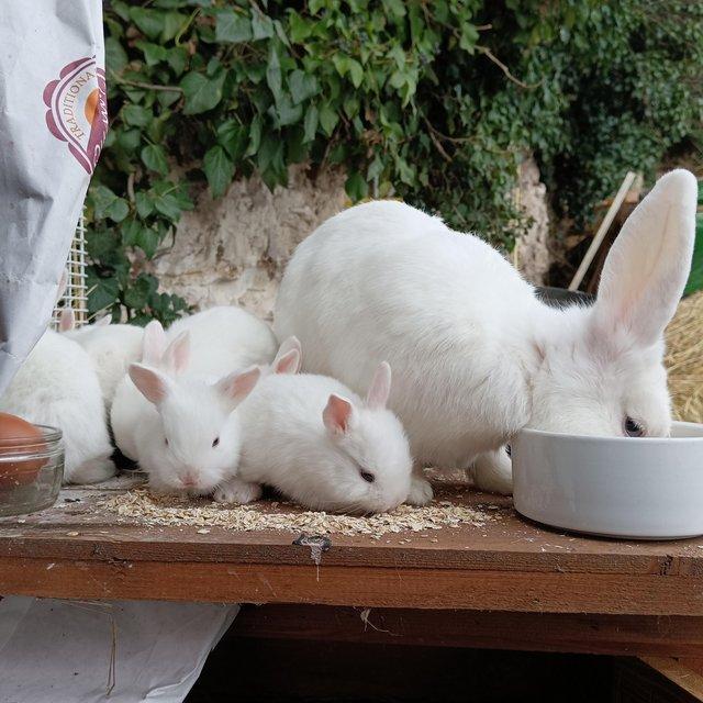 Preview of the first image of Blue eyed white rescued baby rabbits.
