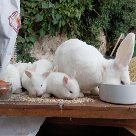 Image 1 of Blue eyed white rescued baby rabbits