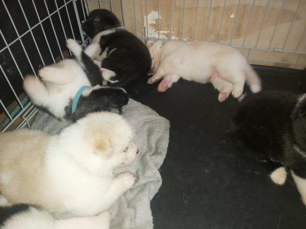 Image 14 of 5wk old alaskan akita pups ready 21st june