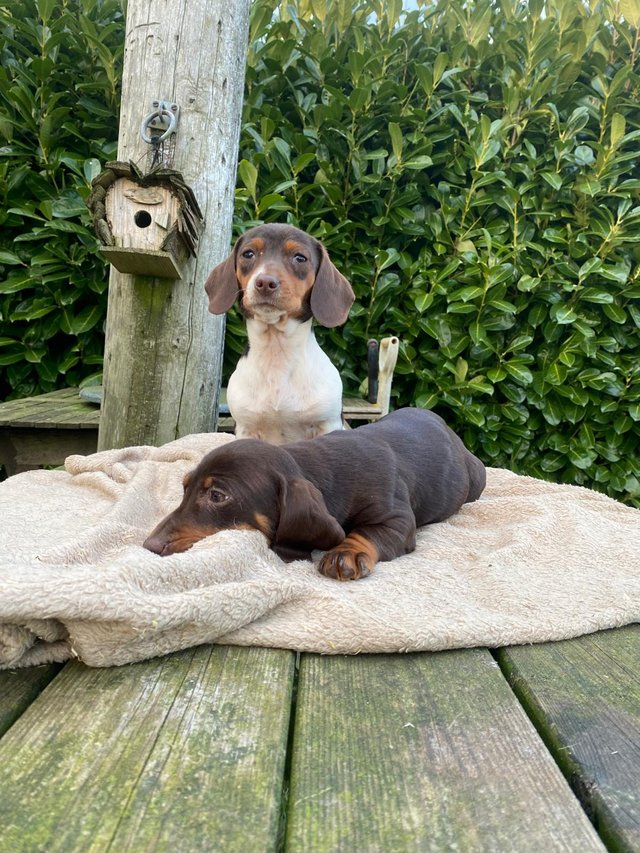Preview of the first image of 14 week old dachshund pups.