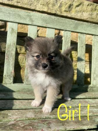 Image 5 of F2 Pomsky puppies for sale