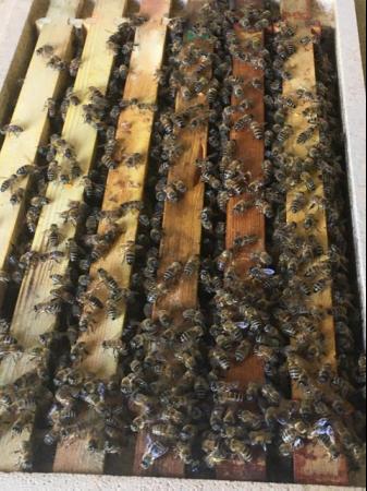 Image 2 of Honey bees nucs/colonies for sale