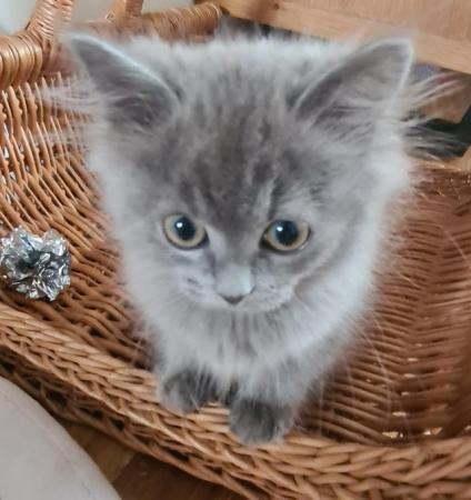 Image 9 of Ready to go beautiful ragdoll kittens
