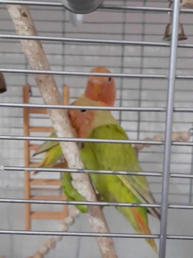 Preview of the first image of Gorgeous Green young Peachface Lovebirds.