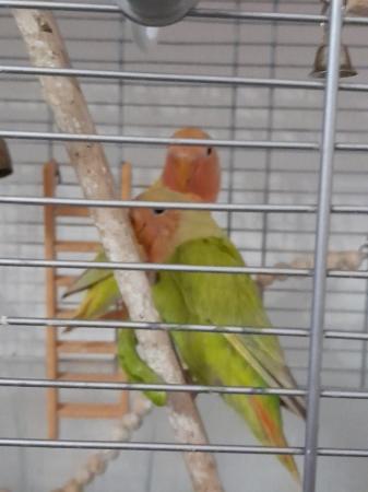 Image 1 of Gorgeous Green young Peachface Lovebirds