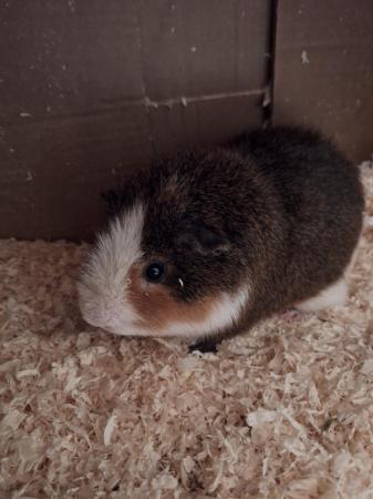 Image 1 of Male guinea pig 12 months old