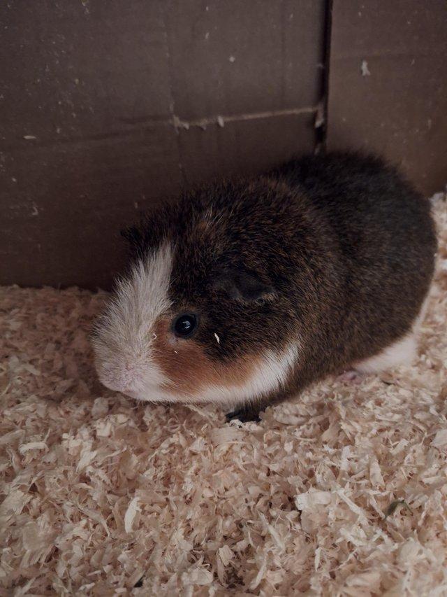Preview of the first image of Male guinea pig 12 months old.