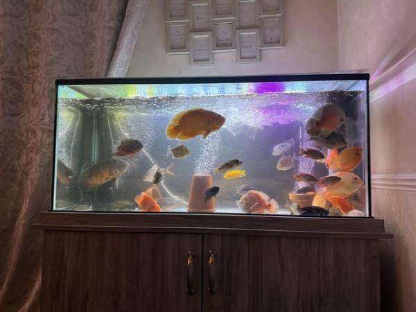 Image 2 of 350L fish tank and cabinet with loads of fish and extras.