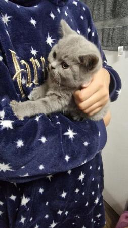 Image 10 of Gccf registered pure british shorthair ready 19th January