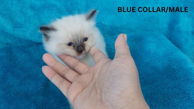 Preview of the first image of Little Bear face Ragdoll Kittens with GCCF REG.