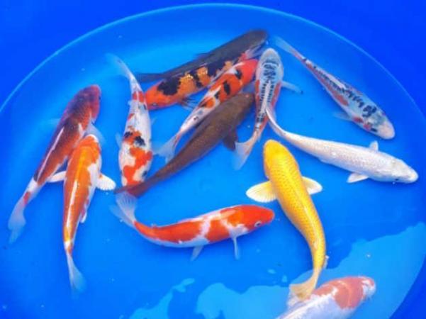 Image 2 of FREE - South East Koi Rescue / Rehome