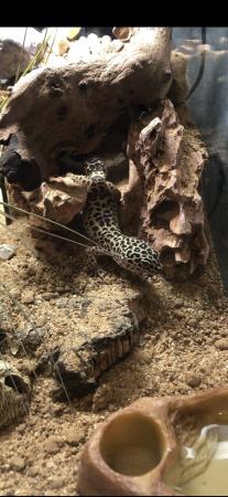 Image 3 of 2 years old leopard print female gecko