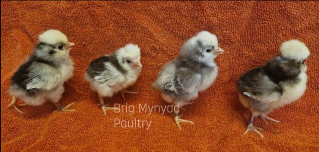 Image 2 of mixed coloured poland chicks