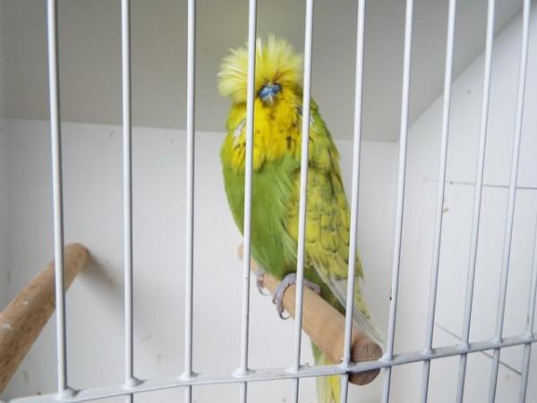 Image 1 of Budgerigars For Sale from Champion Exhibitor