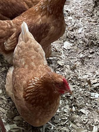 Image 4 of Point of lay hens for sale