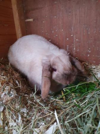 Image 1 of Spayed mini lop girl for adoption Vac rhd2