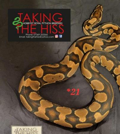 Image 5 of Royal pythons various morphs 2013-2021
