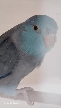 Image 4 of Male parrotlet for sale last years bird