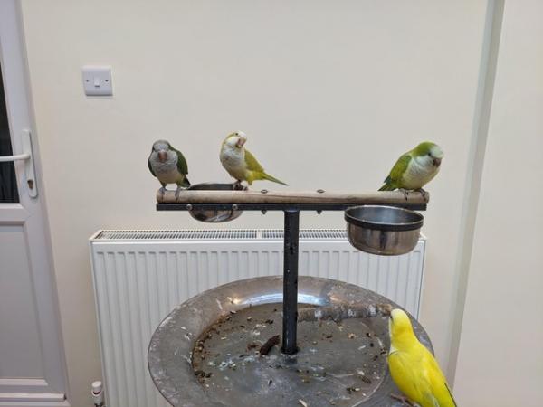 Image 6 of Talking Quaker parrots new nest soon