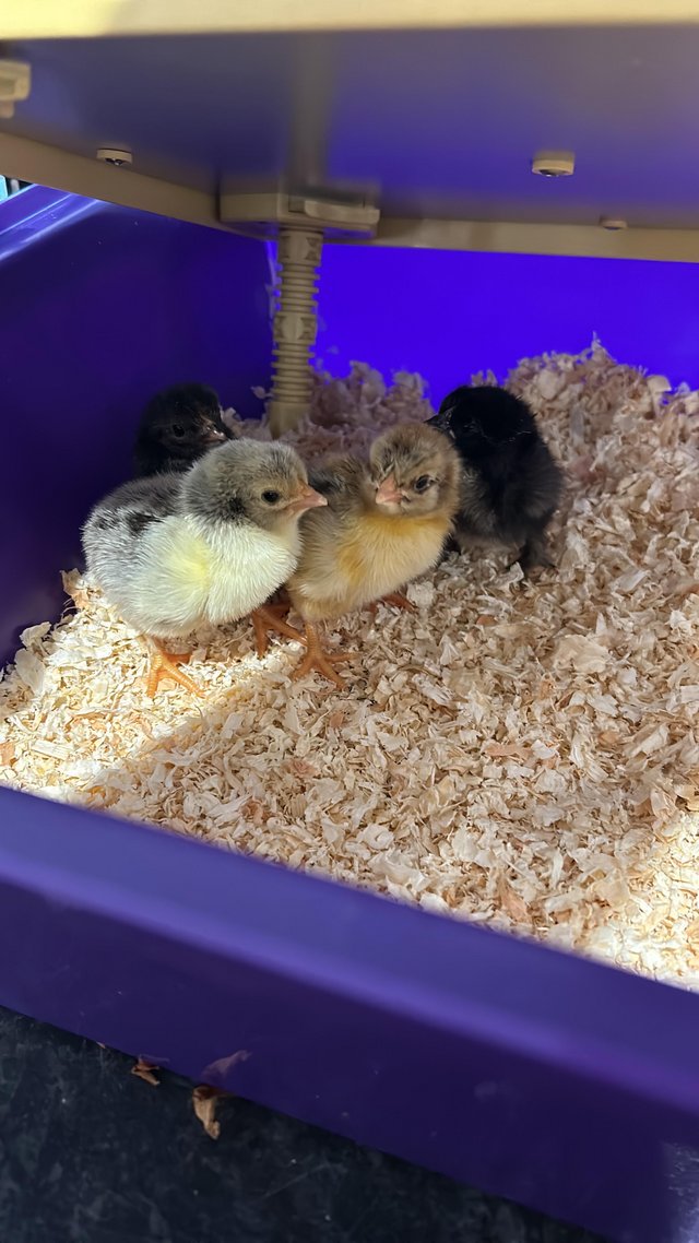 Preview of the first image of x5 2 week old bantam chicks.
