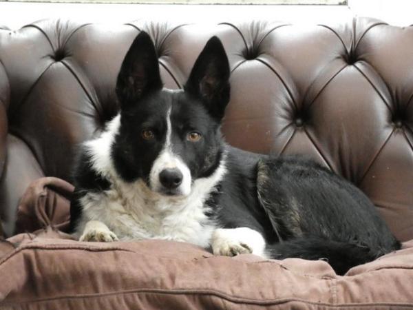 Image 3 of Border Collie for Rehoming
