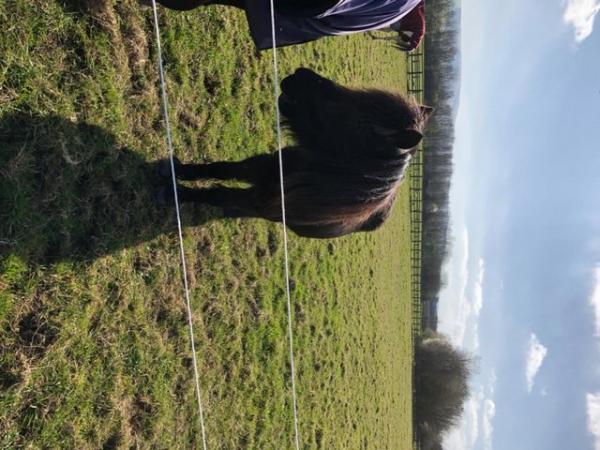 Image 1 of Excellent Grazing for resting/retired or horses in work