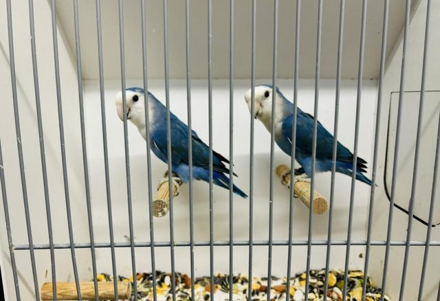 Preview of the first image of Mutation peach faced lovebirds.