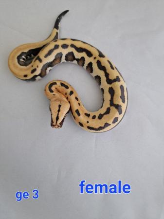 Image 1 of Various blood pythons a year old