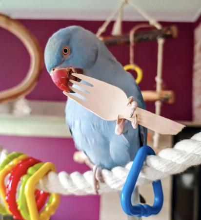 Image 1 of Baby tamed bluering neck talking parrot
