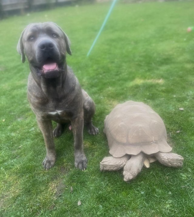 Baby sulcatas tortoise grow very large — photo 3 of 4