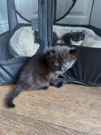 Image 4 of 9 week Kittens for sale