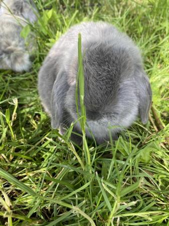 Image 7 of Mini lop baby rabbits **ready now**